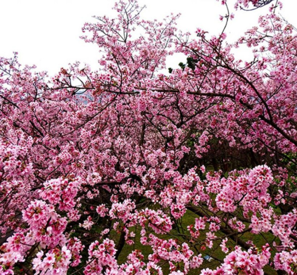 陽明山花季（圖片來源︰「花IN台北」官網）