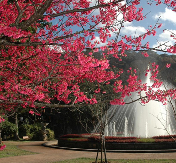 陽明山花季（圖片來源︰「花IN台北」官網）