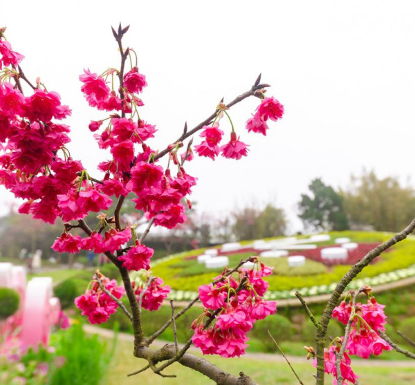 陽明山花季（圖片來源︰「花IN台北」官網）
