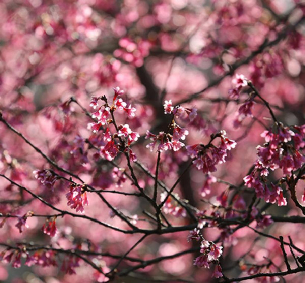 陽明山花季（圖片來源︰「花IN台北」官網）