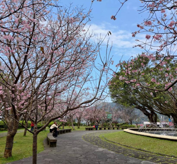 陽明山花季（圖片來源︰「花IN台北」官網）