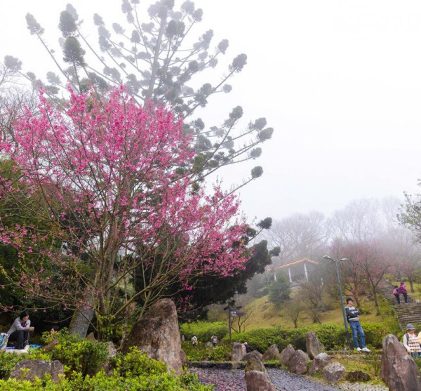 陽明山花季（圖片來源︰「花IN台北」官網）