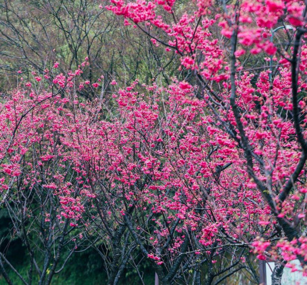 陽明山花季（圖片來源︰「花IN台北」官網）