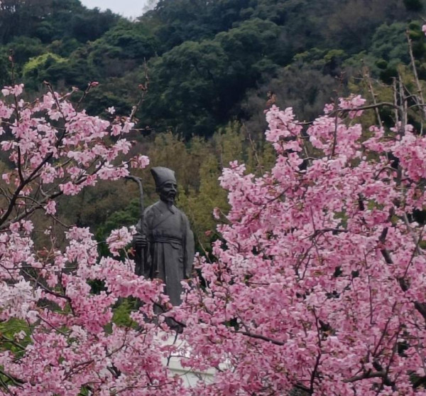 陽明山花季（圖片來源︰「花IN台北」官網）