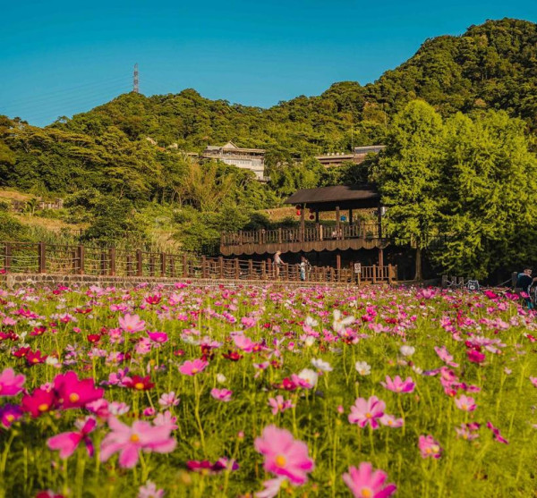 樟樹步道花海（圖片來源︰「花IN台北」官網）