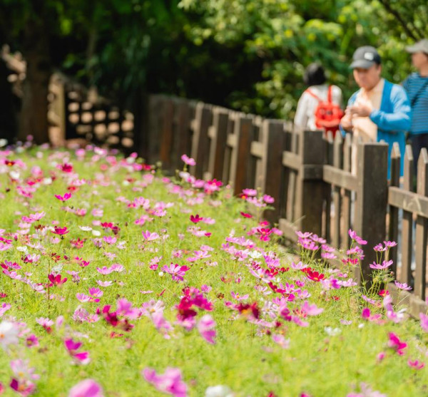 樟樹步道花海（圖片來源︰「花IN台北」官網）