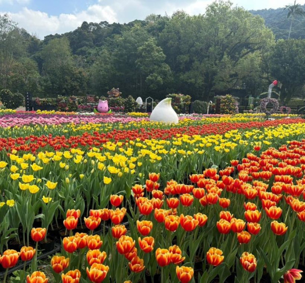 士林官邸鬱金香展（圖片來源︰「花IN台北」官網）