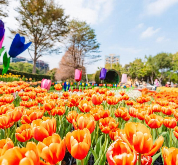 士林官邸鬱金香展（圖片來源︰「花IN台北」官網）