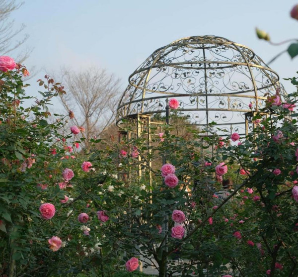 臺北玫瑰展（圖片來源︰「花IN台北」官網）