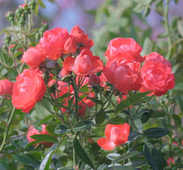 臺北玫瑰展（圖片來源︰「花IN台北」官網）