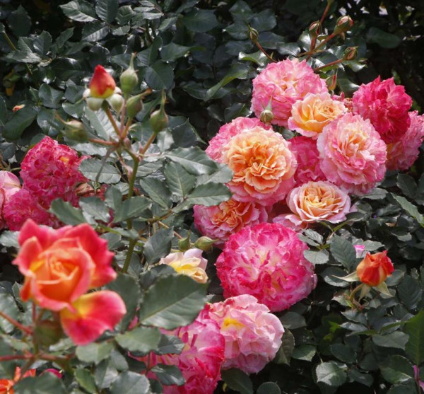 臺北玫瑰展（圖片來源︰「花IN台北」官網）