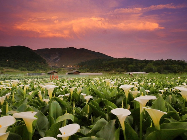 竹子湖海芋季及繡球花季（圖片來源︰「花IN台北」官網）