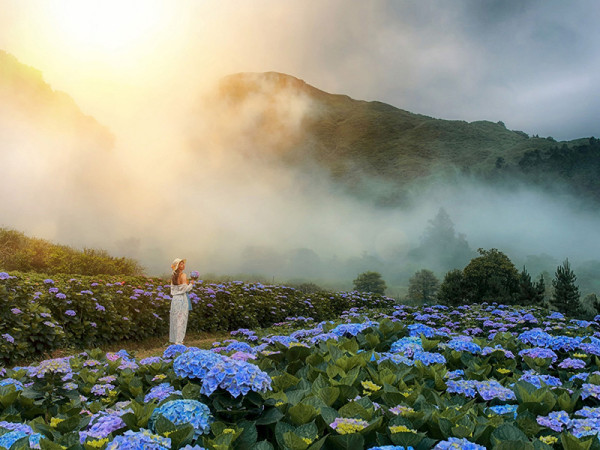 竹子湖海芋季及繡球花季（圖片來源︰「花IN台北」官網）