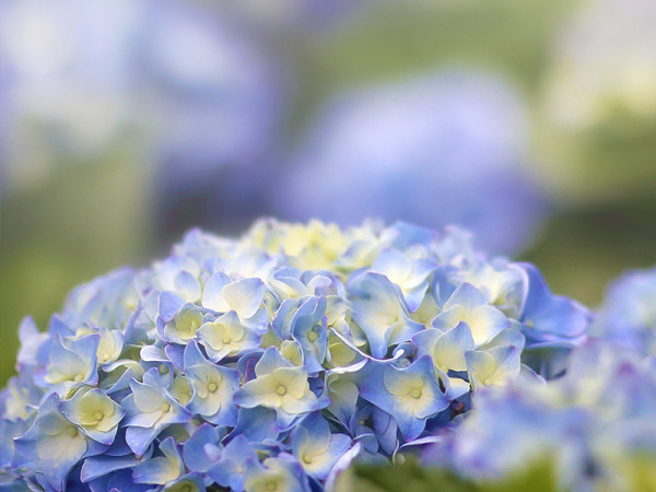 竹子湖海芋季及繡球花季（圖片來源︰「花IN台北」官網）