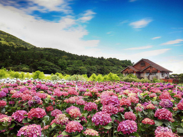 竹子湖海芋季及繡球花季（圖片來源︰「花IN台北」官網）