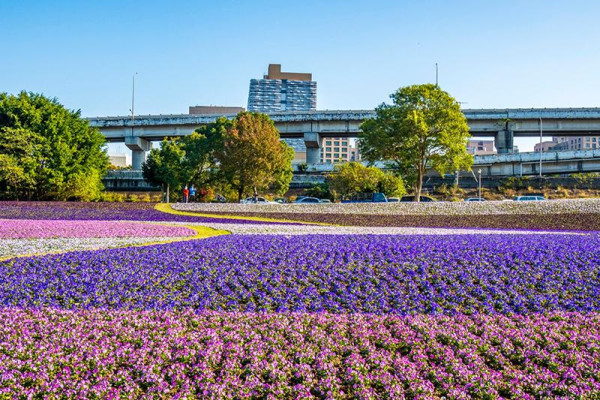 台北河濱花海（圖片來源︰「花IN台北」官網）