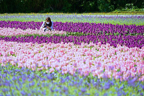 台北河濱花海（圖片來源︰「花IN台北」官網）
