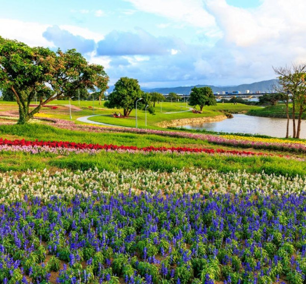台北河濱花海（圖片來源︰「花IN台北」官網）