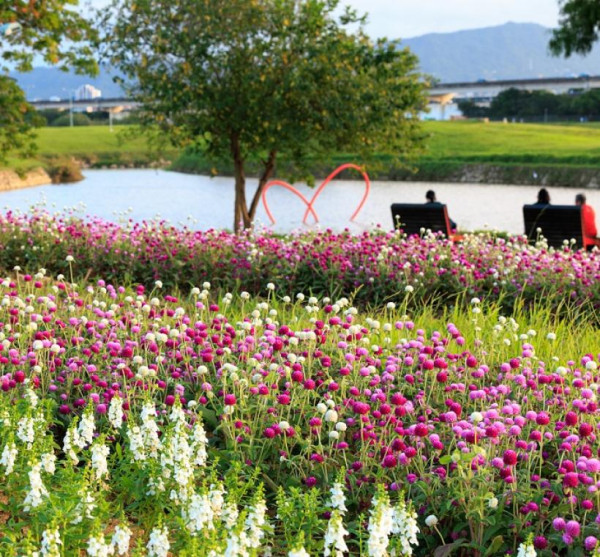 台北河濱花海（圖片來源︰「花IN台北」官網）