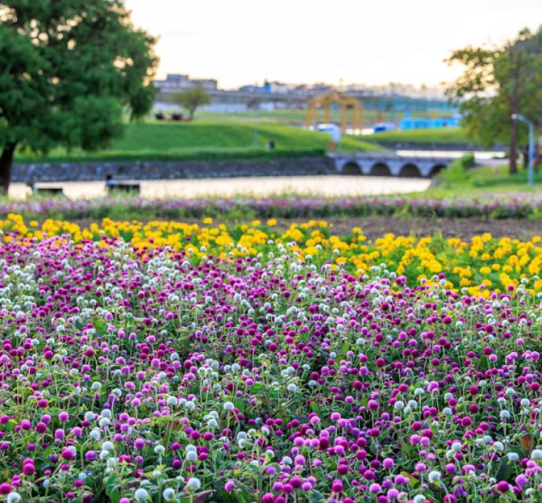 台北河濱花海（圖片來源︰「花IN台北」官網）