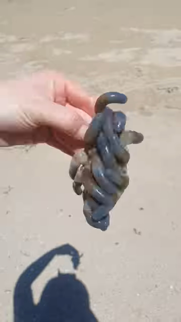 澳洲海邊現神秘「觸手」生物 連專家都話未見過！ 