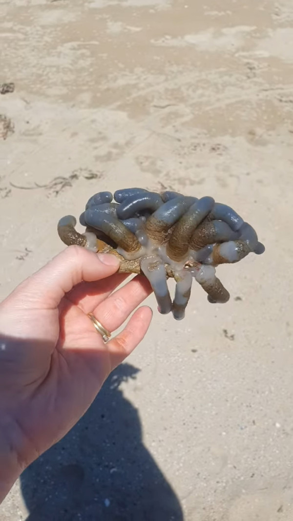 澳洲海邊現神秘「觸手」生物 連專家都話未見過！ 