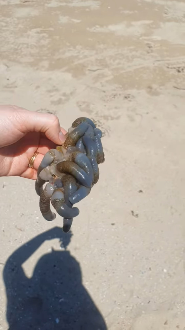 澳洲海邊現神秘「觸手」生物 連專家都話未見過！ 