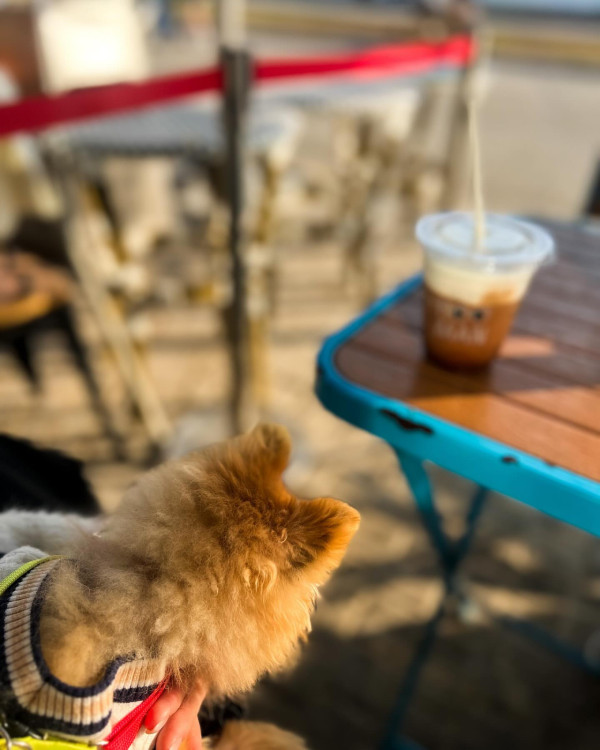 朱智賢悲痛悼念17歲愛犬離世！IG晒抱狗痛哭相呆坐家中 舊愛謝東閔留言安慰