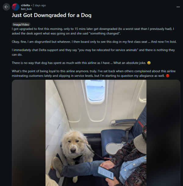 男子頭等艙座位遭轉讓給服務犬 網上怒斥:我使錢一定多過隻狗!