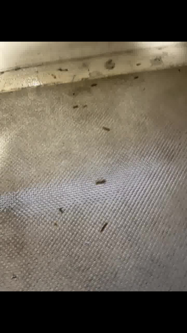 日本打工內地人呻港人嫌棄說普通話 網民批：你打工仲要客人遷就你？ 