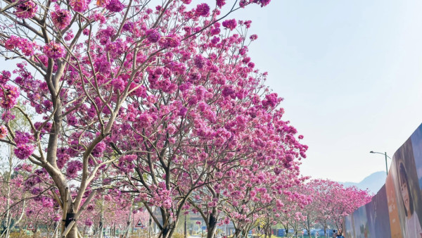 香港賞花｜紅花風鈴木提前開花 西沙路新打卡熱點 夢幻粉紫色花海盛開