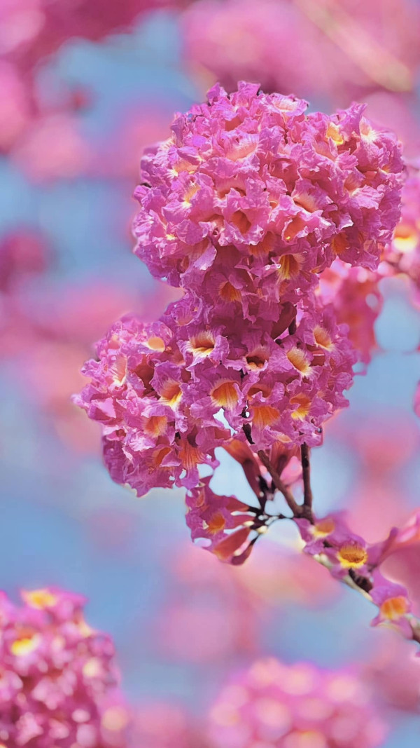 香港賞花2025｜紅花風鈴木提早開花！西沙路成新熱點！一字排開夢幻粉色花海