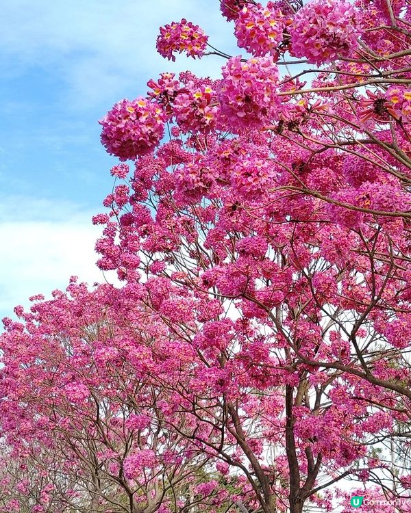 香港賞花2025｜紅花風鈴木提早開花！西沙路成新熱點！一字排開夢幻粉色花海