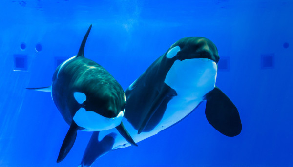 2024日本Yahoo年度檢索排行榜!15大必去旅遊景點 東京迪士尼新園區、豐洲千客萬來上榜