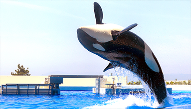 2024日本Yahoo年度檢索排行榜!15大必去旅遊景點 東京迪士尼新園區、豐洲千客萬來上榜