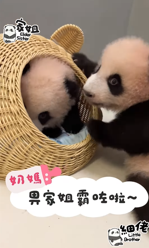 細佬也想爬入竹籃，惟內裡空間不足。（圖片來源：IG@pandahk_official）