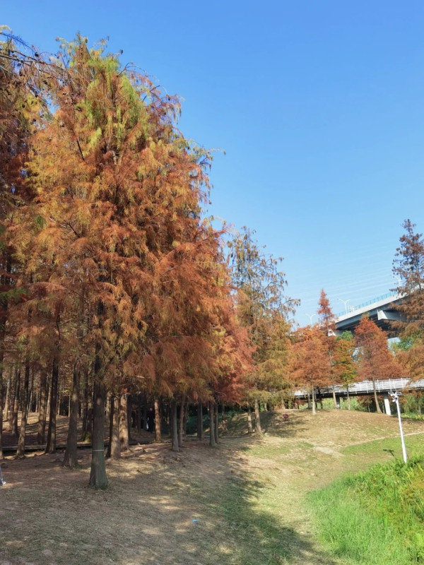 大觀濕地公園(圖片來源:小紅書@梁辰思宇) 大觀濕地公園(圖片來源:小紅書@梁辰思宇)