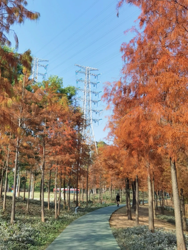 大觀濕地公園(圖片來源:小紅書@梁辰思宇) 大觀濕地公園(圖片來源:小紅書@梁辰思宇)