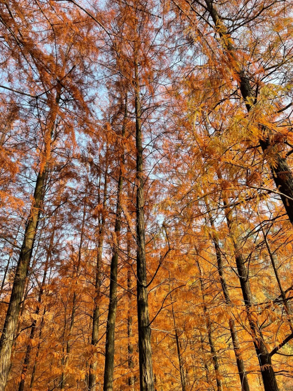 大夫山森林公園(圖片來源:小紅書@景景) 大夫山森林公園(圖片來源:小紅書@景景)