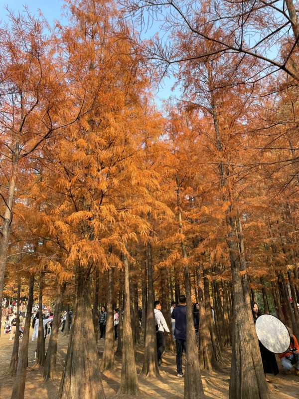 大夫山森林公園(圖片來源:小紅書@景景) 大夫山森林公園(圖片來源:小紅書@景景)