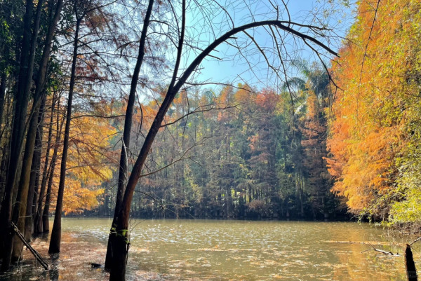 大夫山森林公園(圖片來源:小紅書@Joyce) 大夫山森林公園(圖片來源:小紅書@Joyce)