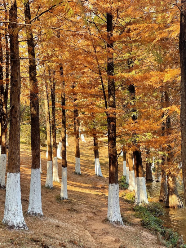 大夫山森林公園(圖片來源:小紅書@Joyce) 大夫山森林公園(圖片來源:小紅書@Joyce)