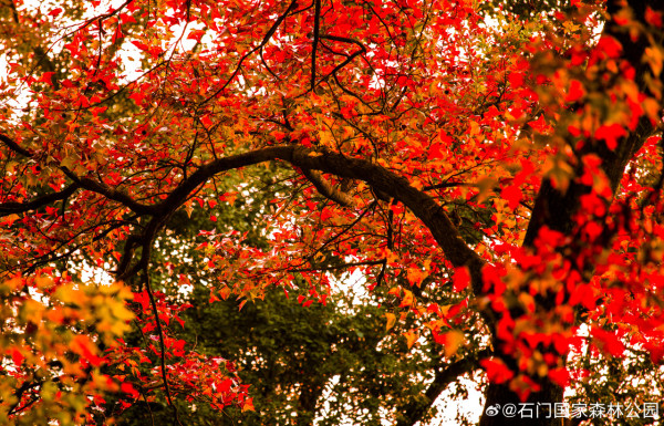 石門國家森林公園(圖片來源:微博@石門國家森林公園) 石門國家森林公園(圖片來源:微博@石門國家森林公園)