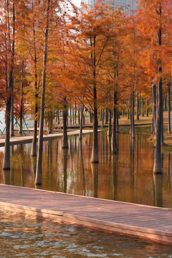 九龍湖公園(圖片來源:小紅書@Honcoeng) 九龍湖公園(圖片來源:小紅書@Honcoeng)