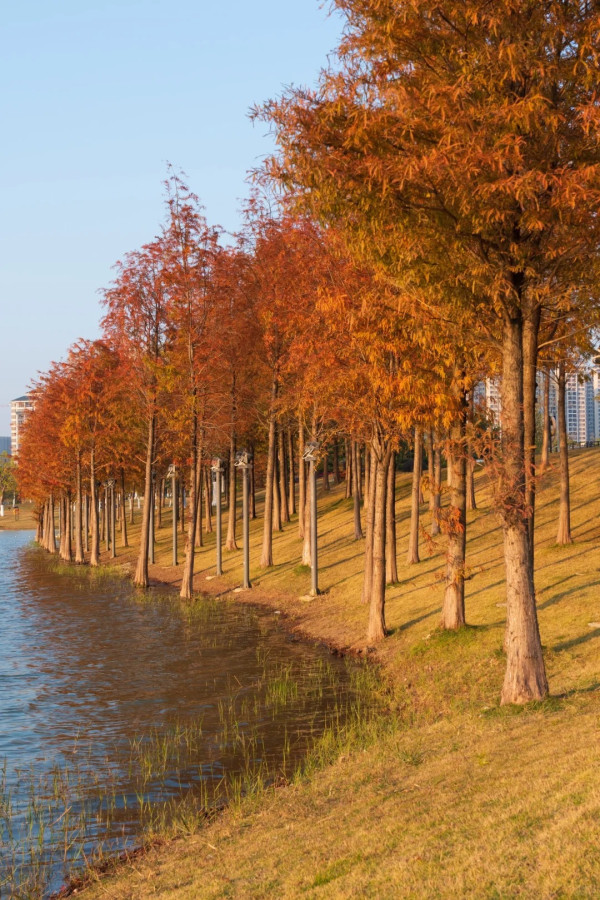 九龍湖公園(圖片來源:小紅書@Honcoeng) 九龍湖公園(圖片來源:小紅書@Honcoeng)