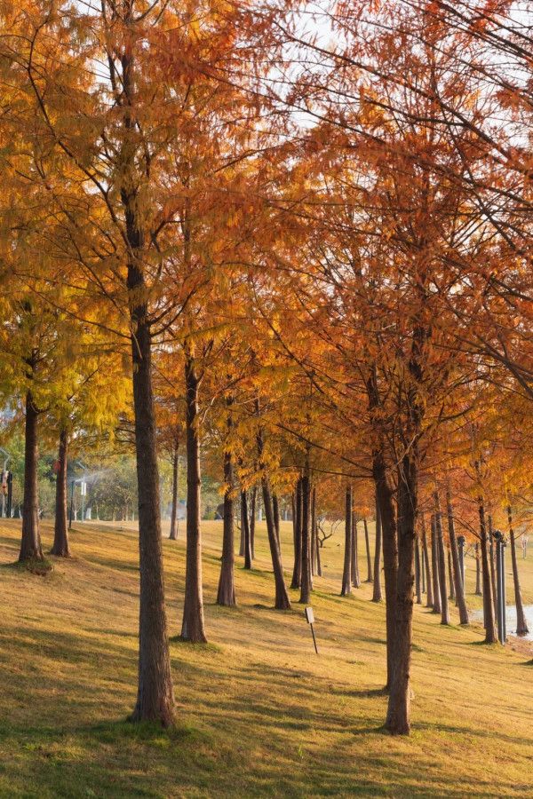 九龍湖公園(圖片來源:小紅書@Honcoeng) 九龍湖公園(圖片來源:小紅書@Honcoeng)