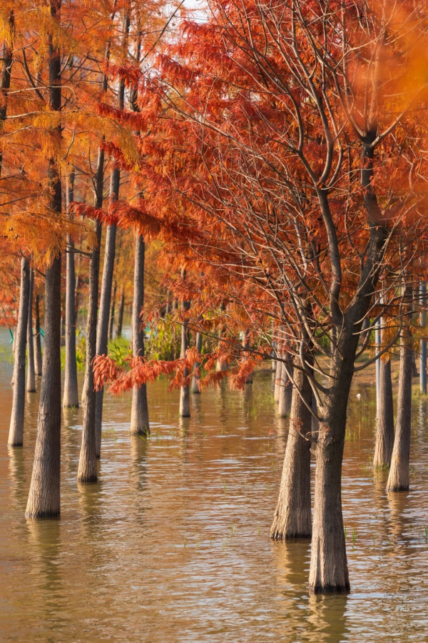 九龍湖公園(圖片來源:小紅書@Honcoeng) 九龍湖公園(圖片來源:小紅書@Honcoeng)