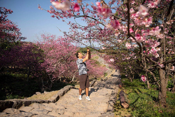 日本沖繩一公園櫻花綻放！較往年提早11日開花 氣象台分析原因 