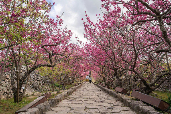 日本沖繩一公園櫻花綻放！較往年提早11日開花 氣象台分析原因 