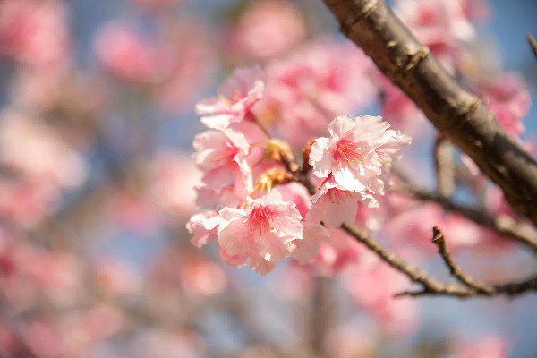 日本沖繩一公園櫻花綻放！較往年提早11日開花 氣象台分析原因 
